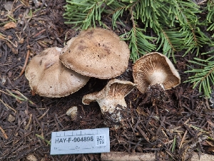  ( - HAY-F-004896)  @11 [ ] by-nc (2023) Warren Cardimona Fungal Diversity Survey