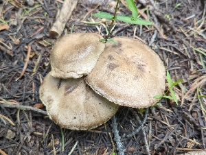  ( - HAY-F-004896)  @11 [ ] by-nc (2023) Warren Cardimona Fungal Diversity Survey