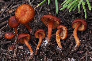  ( - HAY-F-004895)  @11 [ ] by-nc (2023) Warren Cardimona Fungal Diversity Survey