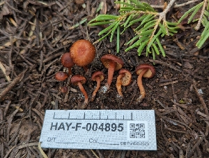 ( - HAY-F-004895)  @11 [ ] by-nc (2023) Warren Cardimona Fungal Diversity Survey