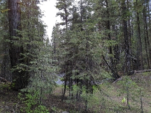  ( - HAY-F-004895)  @11 [ ] by-nc (2023) Warren Cardimona Fungal Diversity Survey