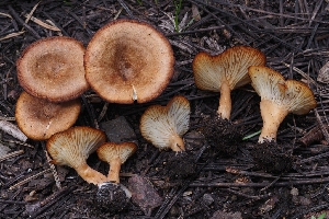  ( - HAY-F-004894)  @11 [ ] by-nc (2023) Warren Cardimona Fungal Diversity Survey