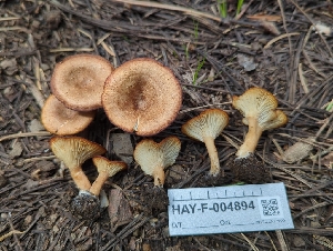  ( - HAY-F-004894)  @11 [ ] by-nc (2023) Warren Cardimona Fungal Diversity Survey