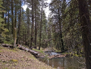  ( - HAY-F-004894)  @11 [ ] by-nc (2023) Warren Cardimona Fungal Diversity Survey