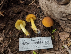  ( - HAY-F-004892)  @11 [ ] by-nc (2023) Warren Cardimona Fungal Diversity Survey