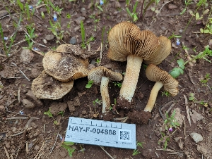  ( - HAY-F-004888)  @11 [ ] by-nc (2023) Warren Cardimona Fungal Diversity Survey