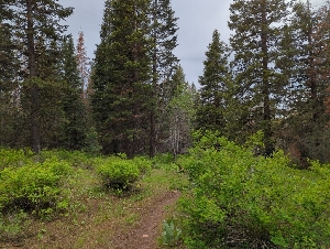  ( - HAY-F-004888)  @11 [ ] by-nc (2023) Warren Cardimona Fungal Diversity Survey