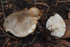  (Melanoleuca - HAY-F-004887)  @11 [ ] by-nc (2023) Warren Cardimona Fungal Diversity Survey