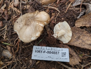  ( - HAY-F-004887)  @11 [ ] by-nc (2023) Warren Cardimona Fungal Diversity Survey