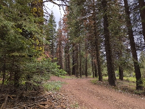  ( - HAY-F-004887)  @11 [ ] by-nc (2023) Warren Cardimona Fungal Diversity Survey
