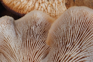  ( - HAY-F-004878)  @11 [ ] by-nc (2023) Warren Cardimona Fungal Diversity Survey
