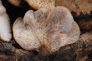  (Lentinellus montanus - HAY-F-004878)  @11 [ ] by-nc (2023) Warren Cardimona Fungal Diversity Survey