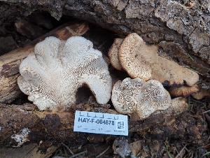  ( - HAY-F-004878)  @11 [ ] by-nc (2023) Warren Cardimona Fungal Diversity Survey