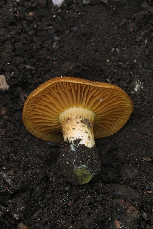  ( - HAY-F-004877)  @11 [ ] by-nc (2023) Warren Cardimona Fungal Diversity Survey