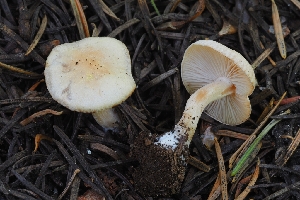  ( - HAY-F-004899)  @11 [ ] by-nc (2023) Warren Cardimona Fungal Diversity Survey