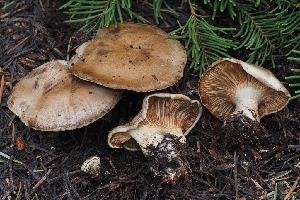  ( - HAY-F-004896)  @11 [ ] by-nc (2023) Warren Cardimona Fungal Diversity Survey
