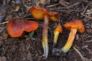  (Hygrocybe sp. conica-CA03 - HAY-F-004906)  @11 [ ] by-nc (2023) Warren Cardimona Fungal Diversity Survey