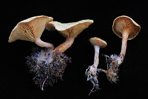  (Ripartites sp. CA02 - HAY-F-004902)  @11 [ ] by-nc (2023) Warren Cardimona Fungal Diversity Survey