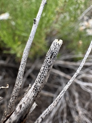  ( - LA-F-000176)  @11 [ ] c (2023) Rudy Diaz Fungal Diversity Survey