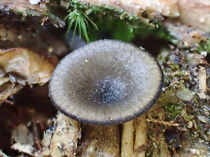  ( - HAY-F-005049)  @11 [ ] by-nc (2023) Dean Lyons Fungal Diversity Survey