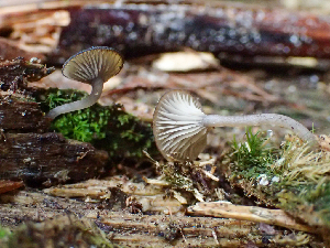  ( - HAY-F-005049)  @11 [ ] by-nc (2023) Dean Lyons Fungal Diversity Survey