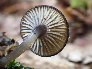  ( - HAY-F-005049)  @11 [ ] by-nc (2023) Dean Lyons Fungal Diversity Survey
