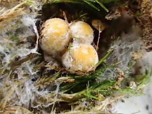  ( - HAY-F-005050)  @11 [ ] by-nc (2023) Dean Lyons Fungal Diversity Survey