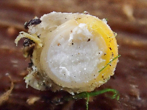  (Geastrales - HAY-F-005050)  @11 [ ] by-nc (2023) Dean Lyons Fungal Diversity Survey