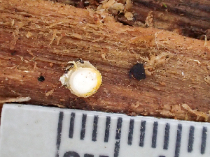 ( - HAY-F-005050)  @11 [ ] by-nc (2023) Dean Lyons Fungal Diversity Survey