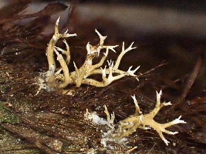  (Ramariaceae - HAY-F-005052)  @11 [ ] by-nc (2023) Dean Lyons Fungal Diversity Survey