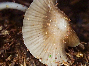  ( - HAY-F-005062)  @11 [ ] by-nc (2023) Dean Lyons Fungal Diversity Survey