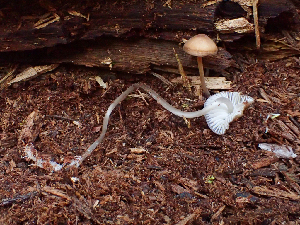  ( - HAY-F-005062)  @11 [ ] by-nc (2023) Dean Lyons Fungal Diversity Survey