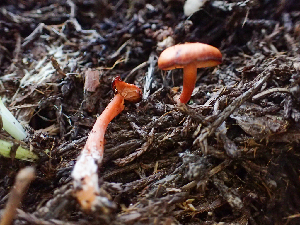  ( - HAY-F-005053)  @11 [ ] by-nc (2023) Dean Lyons Fungal Diversity Survey