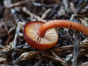  (Rhodophana sp. TAC390 - HAY-F-005053)  @11 [ ] by-nc (2023) Dean Lyons Fungal Diversity Survey