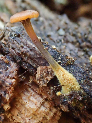  (Xeromphalina sp. cornui-PNW02 - HAY-F-005047)  @11 [ ] by-nc (2023) Dean Lyons Fungal Diversity Survey