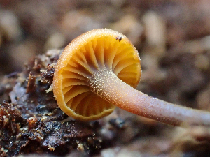  ( - HAY-F-005047)  @11 [ ] by-nc (2023) Dean Lyons Fungal Diversity Survey