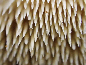 ( - HAY-F-005045)  @11 [ ] by-nc (2023) Dean Lyons Fungal Diversity Survey
