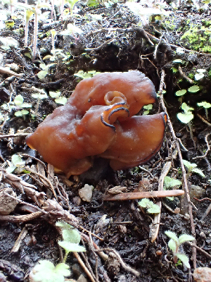  ( - HAY-F-005066)  @11 [ ] by-nc (2023) Dean Lyons Fungal Diversity Survey