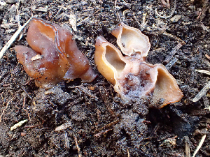  ( - HAY-F-005066)  @11 [ ] by-nc (2023) Dean Lyons Fungal Diversity Survey
