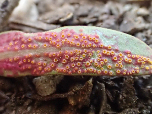  (Puccinia sp. CA01 - HAY-F-005087)  @11 [ ] by-nc (2023) Dean Lyons Fungal Diversity Survey