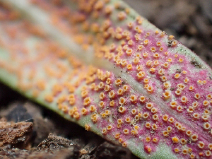  ( - HAY-F-005087)  @11 [ ] by-nc (2023) Dean Lyons Fungal Diversity Survey