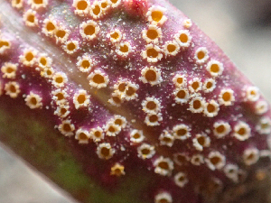  ( - HAY-F-005087)  @11 [ ] by-nc (2023) Dean Lyons Fungal Diversity Survey