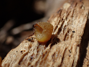  ( - HAY-F-005072)  @11 [ ] by-nc (2023) Dean Lyons Fungal Diversity Survey
