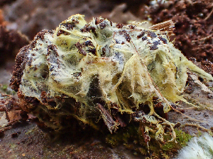  ( - HAY-F-005084)  @11 [ ] by-nc (2023) Dean Lyons Fungal Diversity Survey