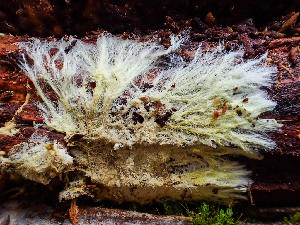  ( - HAY-F-005084)  @11 [ ] by-nc (2023) Dean Lyons Fungal Diversity Survey