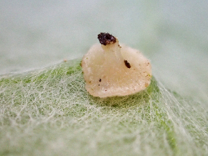  ( - HAY-F-005074)  @11 [ ] by-nc (2023) Dean Lyons Fungal Diversity Survey
