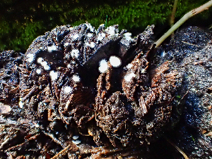  ( - HAY-F-005074)  @11 [ ] by-nc (2023) Dean Lyons Fungal Diversity Survey