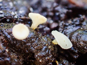  (Cudoniella sp. CA01 - HAY-F-005074)  @11 [ ] by-nc (2023) Dean Lyons Fungal Diversity Survey