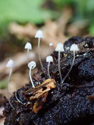  ( - HAY-F-005075)  @11 [ ] by-nc (2023) Dean Lyons Fungal Diversity Survey