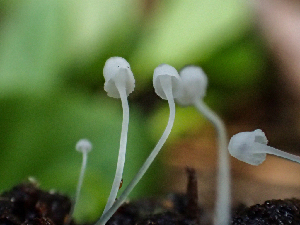  (Hemimycena sp. CA02 - HAY-F-005075)  @11 [ ] by-nc (2023) Dean Lyons Fungal Diversity Survey